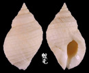 狗岩螺 Nucella lapillus 2