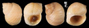 岩石玉黍螺 Littorina saxatilis 2