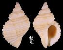 銼紋岩螺 Nucella lima 1