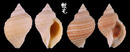 銼紋岩螺 Nucella lima 2
