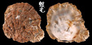 中華牡蠣 Hyotissa sinensis 2