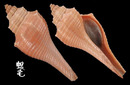 赤香螺 Hemifusus ternatanus 2