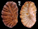 齒緣牡蠣 Dendostrea folium 2