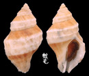 鱗片岩螺 Nucella lamellosa 2
