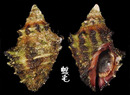 鱗棘岩螺 Semiricinula turbinoides 1
