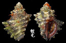 鱗棘岩螺 Semiricinula turbinoides 2