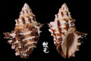 鱗棘岩螺 Semiricinula turbinoides 3