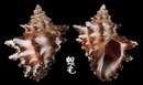 鱗棘岩螺 Semiricinula turbinoides 4