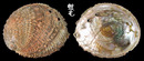 皺紋鮑螺 Haliotis corrugata 3