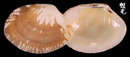 菲律賓簾蛤 Ruditapes philippinarum 5