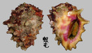 玫瑰岩螺 Drupa rubusidaeus 1