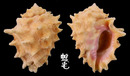 玫瑰岩螺 Drupa rubusidaeus 2