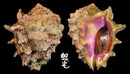 玫瑰岩螺 Drupa rubusidaeus 3