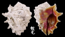 玫瑰岩螺 Drupa rubusidaeus 4