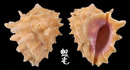 玫瑰岩螺 Drupa rubusidaeus 5