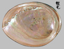 黑鮑螺 Haliotis cracherodii 2