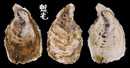 大牡蠣 Crassostrea gigas 1