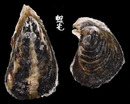 大牡蠣 Crassostrea gigas 2