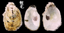 大牡蠣 Crassostrea gigas 4