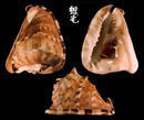 黑嘴唐冠螺 Cassis tuberosa 1