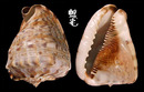 黑嘴唐冠螺 Cassis tuberosa 2