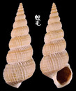 麻布海螄螺 Amaea ferminiana