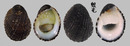 漁舟蜑螺 Nerita albicilla 2