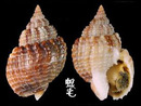 球織紋螺 Nassarius conoidalis 1