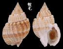 球織紋螺 Nassarius conoidalis 2