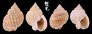 球織紋螺 Nassarius conoidalis 4