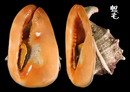 唐冠螺 Cassis cornuta 1