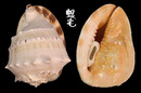 唐冠螺 Cassis cornuta 3