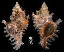 千手螺 Chicoreus torrefactus 1