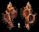 千手螺 Chicoreus torrefactus 3