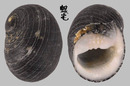 塞內加爾蜑螺 Nerita senegalensis 2