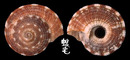 繩紋車輪螺 Heliacus variegatus 1