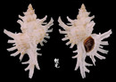 白千手螺 Chicoreus cnissodus 3