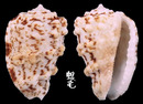 大西洋皺螺 Morum oniscus