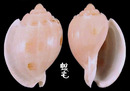 百花楊桃螺 Austroharpa punctata