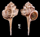 鷸頭骨螺 Haustellum haustellum 1