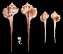 鷸頭骨螺 Haustellum haustellum 4