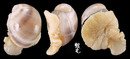 黑唇玉螺 Polinices melanostomus 1