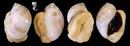 黑唇玉螺 Polinices melanostomus 2