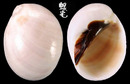 黑唇玉螺 Polinices melanostomus 3
