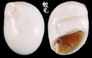 白玉螺 Polinices mammilla 2