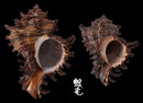 萵苣千手螺 Chicoreus cichoreum 4