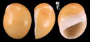 黃金玉螺 Polinices aurantius 2
