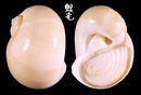 東方玉螺 Natica orientalis 2