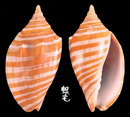 赤金渦螺 Harpulina arausiaca