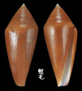 藍氏芋螺 Conus lani